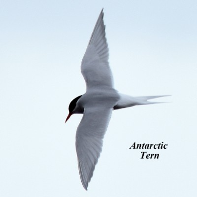 Antarctic Tern